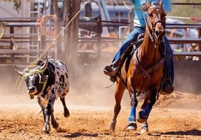 TQHA Roping Stallion Auction